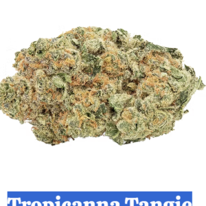 Tropicanna Tangie | High-THC Sativa Bulk Weed