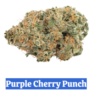 Purple Cherry Punch | High-THC Bulk Indica Canada